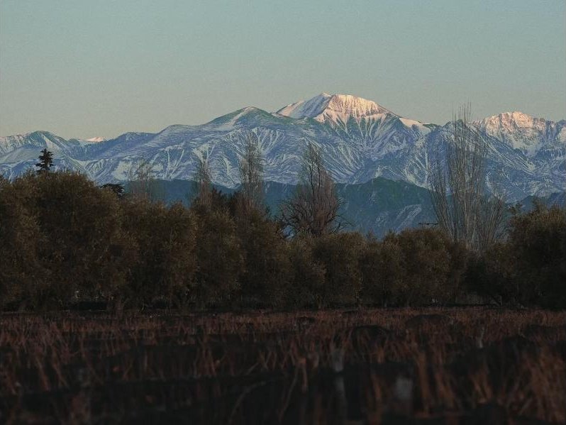 Cordillera nevada detrás de los viñedos de Bodega Trivento